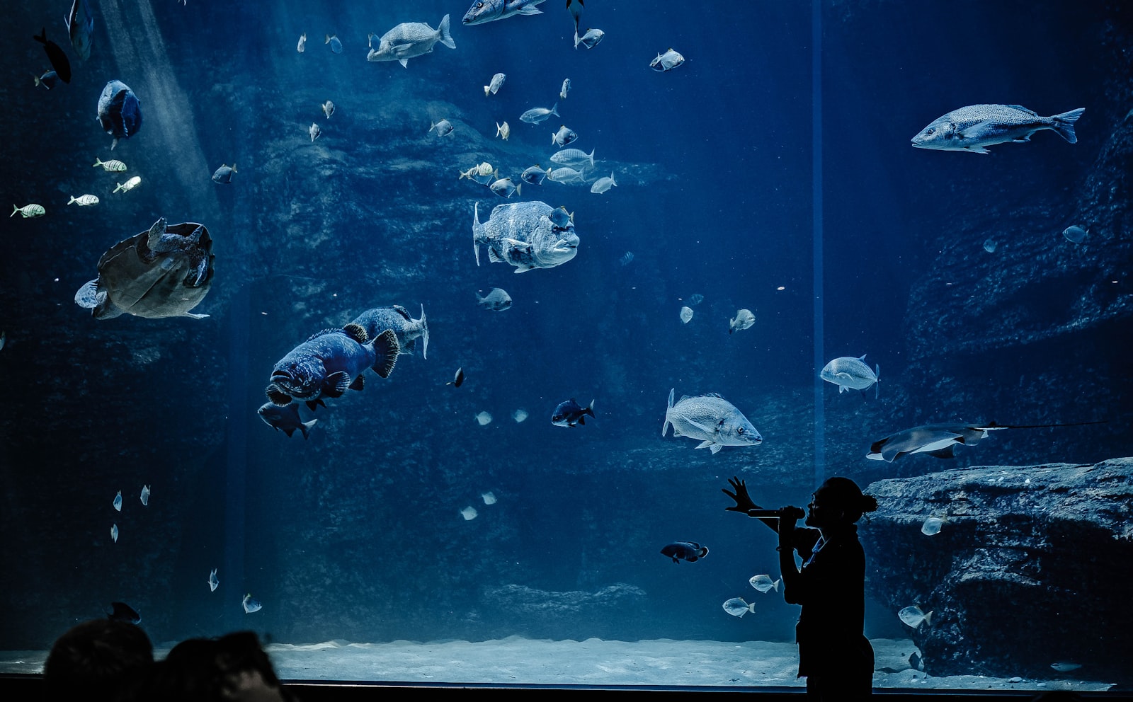 Aquário de Dubai e Zoológico Subaquático