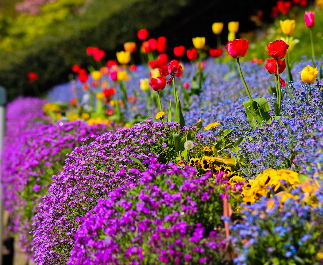 Miracle Garden
