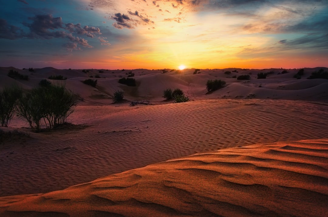 Safári no Deserto Premium
