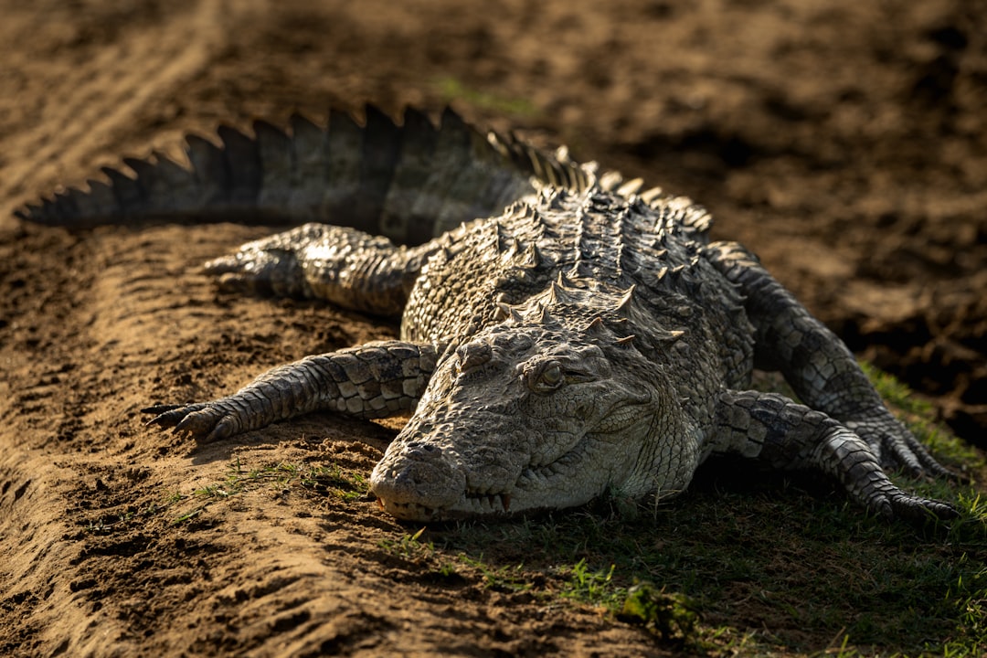 Parque dos Crocodilos