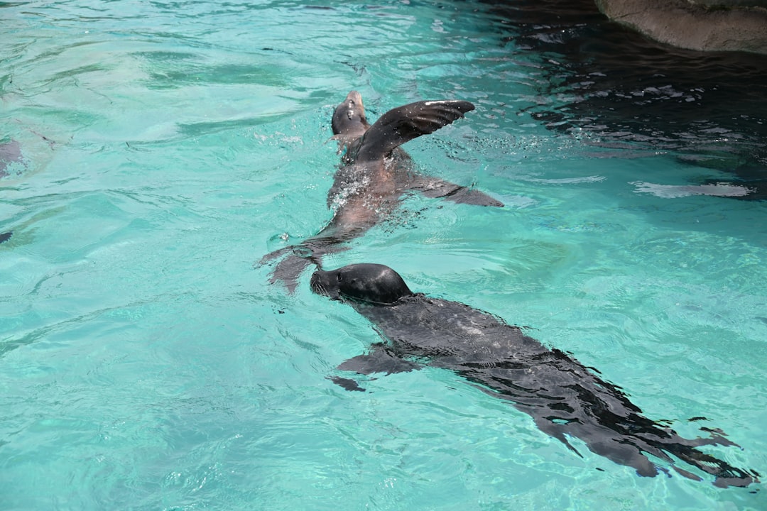 SeaWorld Abu Dhabi, saindo de Dubai